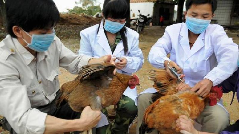 ไข้หวัดนกในยุโรป และเอเชียยังน่าเป็นห่วง